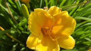 Супер отпуск на даче.Цветы и бурятские детские песни