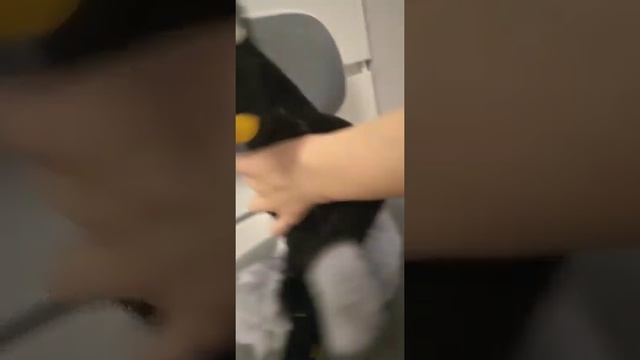 Мягкая игрушка Лиса смотреть онлайн