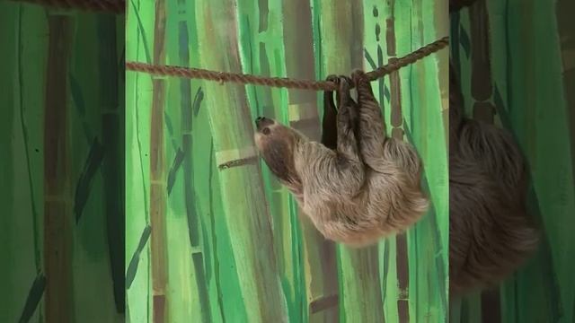 Ленивый ленивец ленится смотреть онлайн