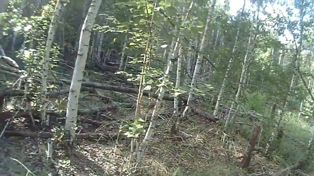 Провал земли в лесу с ВЫВАЛОМ деревьев смотреть онлайн