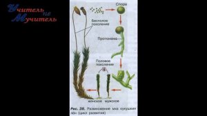 Биология 5 класс, пар  17, аудиокнига, Пасечник