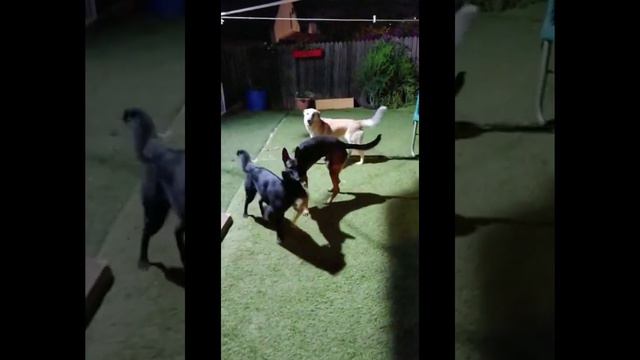 домашний пансион для собак ❤ смотреть онлайн