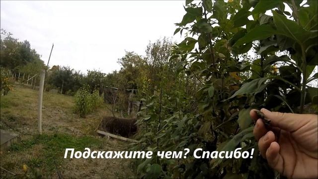 Рецепты Здорового Питания