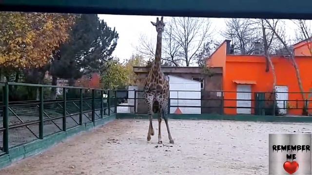 Тайган❤❤❤ смотреть онлайн
