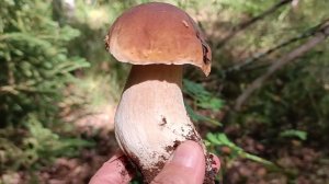 Тихая охота-поход за грибами(дубль 2).