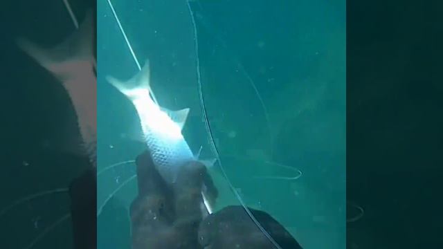 Подводная охота 2021, черное море, Сочи. смотреть онлайн