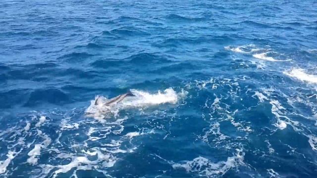 Дельфины Охотское море/Dolphins Sea of Okhotsk смотреть онлайн