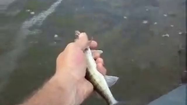 отпускаем судака летом на курахово смотреть онлайн