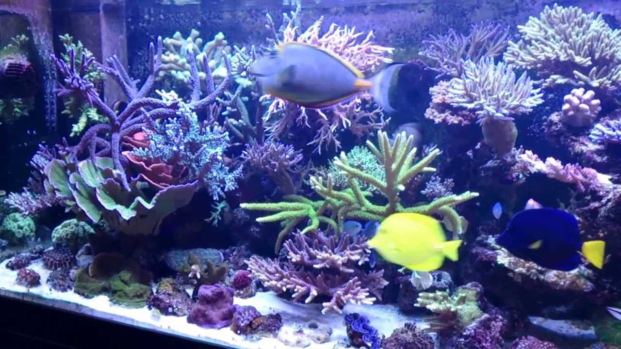 My reef tank 04.13_1 смотреть онлайн