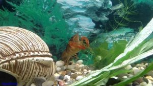 Что едят раки в аквариуме