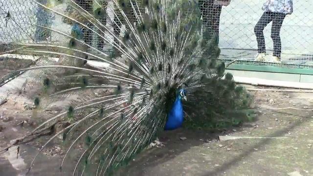 Брачный Танец Павлина / Marriage Peacock Dance смотреть онлайн