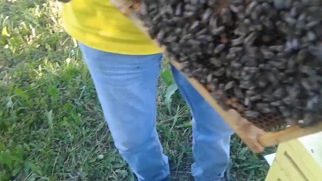 Как я подсаживаю не плодных маток смотреть онлайн