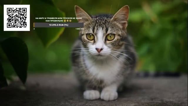 Ответы на вопросы Прямая трансляция Сказки и Фантастические истории 23.10.2021 смотреть онлайн