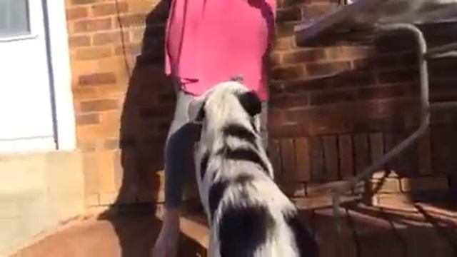 Petunia Painting For A Cause