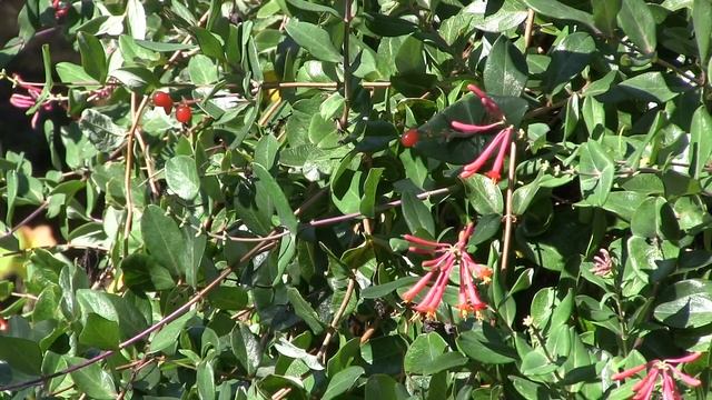 Grow Coral Honeysuckle-a showstopper-and watch the ladybugs protecting it!#best native vine смотреть онлайн