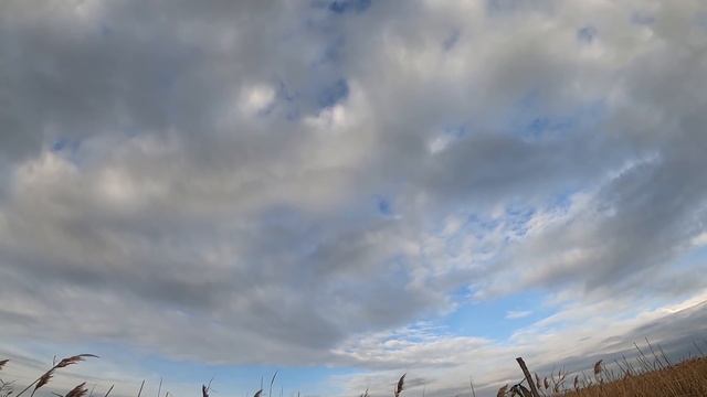 Охота на утку с зеленой головой | Охота на утку 2022 | Duck hunting смотреть онлайн