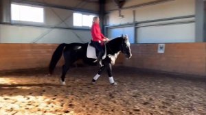 КАК ПОДНЯТЬ ЛОШАДЬ В ГАЛОП С ШАГА