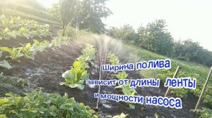 ВИДЕО ОБЗОР ТАБАКА ВИРДЖИНИЯ 202 ПОСЛЕ ПОЛИВА