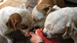 Прикольные амбули кушают арбуз!#/AmericanbulldogMinskBelarus**/