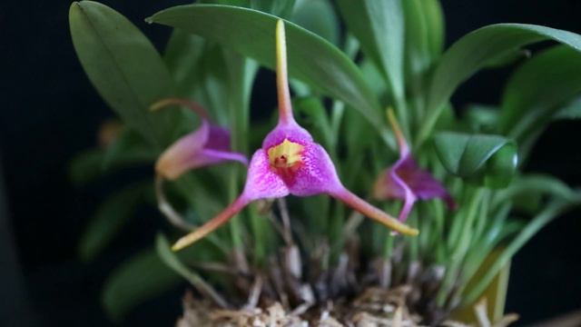 Masdevallia Glandulosa. Содержание и уход.