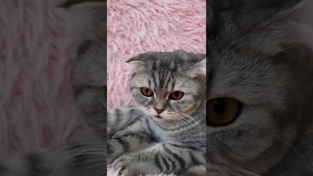 Шотландская вислоухая. Голубой табби. 11 месяцев. смотреть онлайн