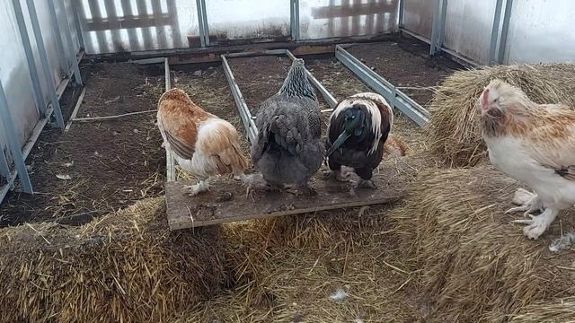 КУРЫ перестали НЕСТИСЬ/ АЛЬТЕРНАТИВНЫЙ способ БОРЬБЫ с ПРОБЛЕМОЙ смотреть онлайн