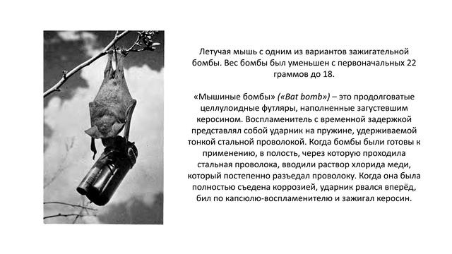 Летучие мыши на службе в US Army? | Мышиная бомба | Bat bomb (12+) смотреть онлайн