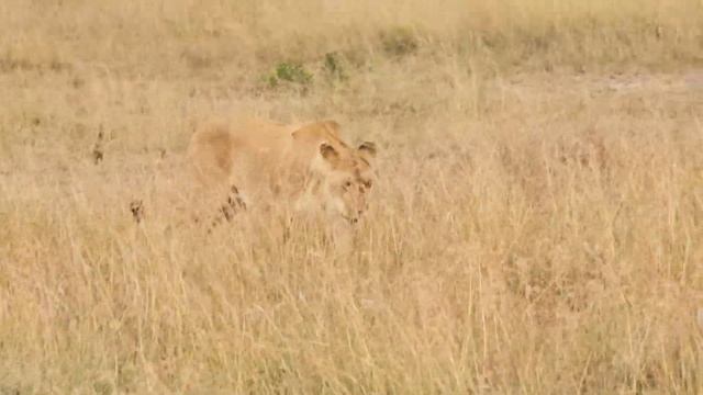Национальный парк ЛЬВОВ / Заповедник в Кении Масаи Мара / Приехали в отель Sala’s Camp Masai Mara смотреть онлайн