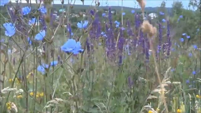 А вы прилягте на траву смотреть онлайн