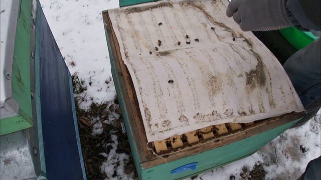 Клубы у задних стенок. Нозематоз, расплод. Кормежка пчел.