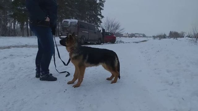 Дрессировка щенка смотреть онлайн