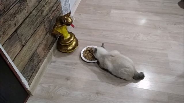 СМЕШНОЕ ВИДЕО:  змея и кошки ))  FUNNY VIDEO, SNAKE AND CATS ))