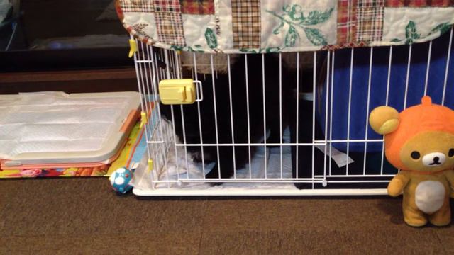 まりも （Black Pekingese) смотреть онлайн