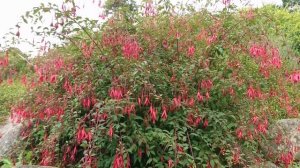 Фуксия магелланская (дат. Havefuchsia Gracilis, лат. Fuchsia magellanica var. gracilis).