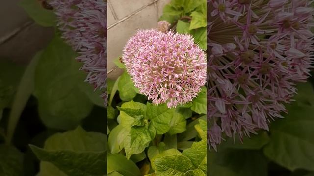 Дикий лук.Лук скорода́.Лук резун.Шнитт-лук.Лук-ре́занец.Лук-сибуле́т. Пчелка.Весна.Природа.Футаж смотреть онлайн