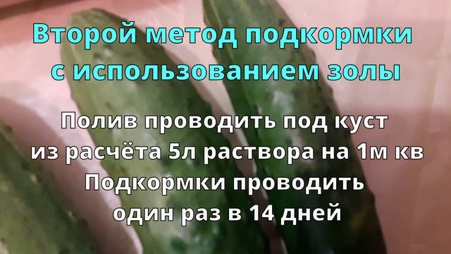 ?ОРГАНИЧЕСКИЕ ПОДКОРМКИ ДЛЯ ОГУРЦОВ И КАБАЧКОВ В ИЮЛЕ.?ОБИЛЬНЫЙ УРОЖАЙ ОБЕСПЕЧЕН.? смотреть онлайн