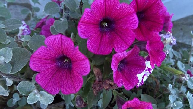 Petunia Juss. смотреть онлайн