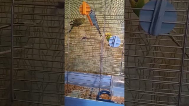 У попугая шелушится клюв? Нормально ли это? Что с этим делать? смотреть онлайн