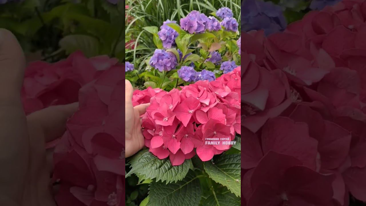 #гортензиякрупнолистная #23 июля в нашем саду смотреть онлайн