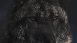 Волк напал на собаку с хозяином во время фотосессии! То что сделал пёс заставило всех рыдать!