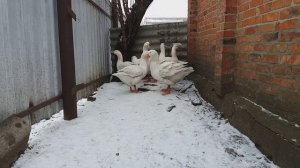 Порода гусей МАМУТ. Гуси  МАМУТЫ.