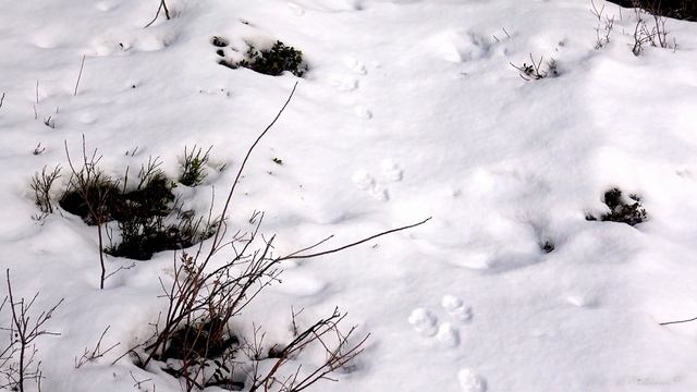 Следы зверей ЗАЯЦ-БЕЛЯК смотреть онлайн