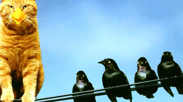 Кончик хвоста у кота попал в кадр? Видно ли его? смотреть онлайн