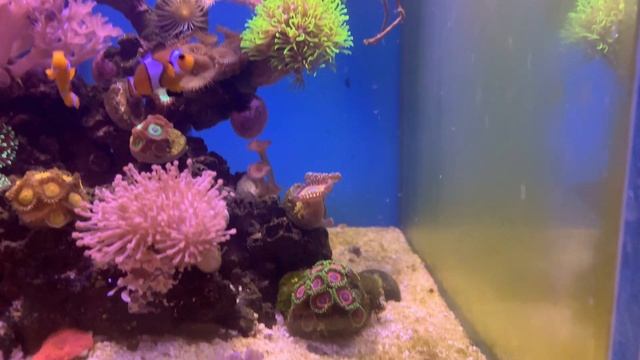 Настоящее чудо природы | Мандаринка глянцевая в аквариуме смотреть онлайн