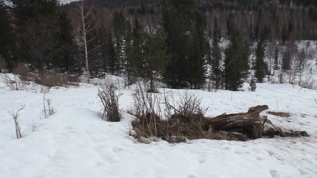 Мотобуксировщик "Ураган" Сибирь. Испытания. Развозим соль. смотреть онлайн