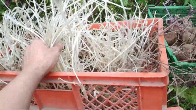 Проросшая картошка, мало кто видел такое смотреть онлайн