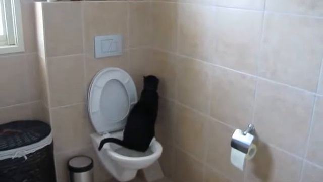 Кот и унитаз смотреть онлайн