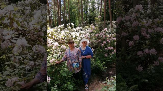 В парке рододендронов с "Чайкой" смотреть онлайн