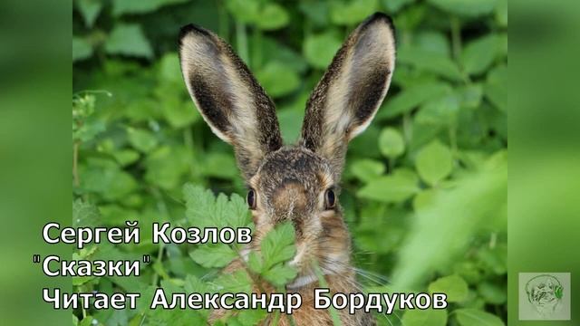 Сказки С. Козлова. Заячьи уши. смотреть онлайн