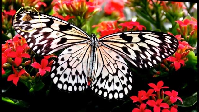 АУДИОТРЕНИНГ. Слушайте и повышайте настроение. Юлия Фэм. ГИПНОРУ. Тренинговый центр. Москва смотреть онлайн